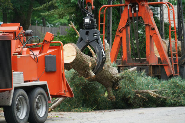 Best Commercial Tree Services  in Carrizozo, NM