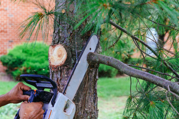 Best Hazardous Tree Removal  in Carrizozo, NM